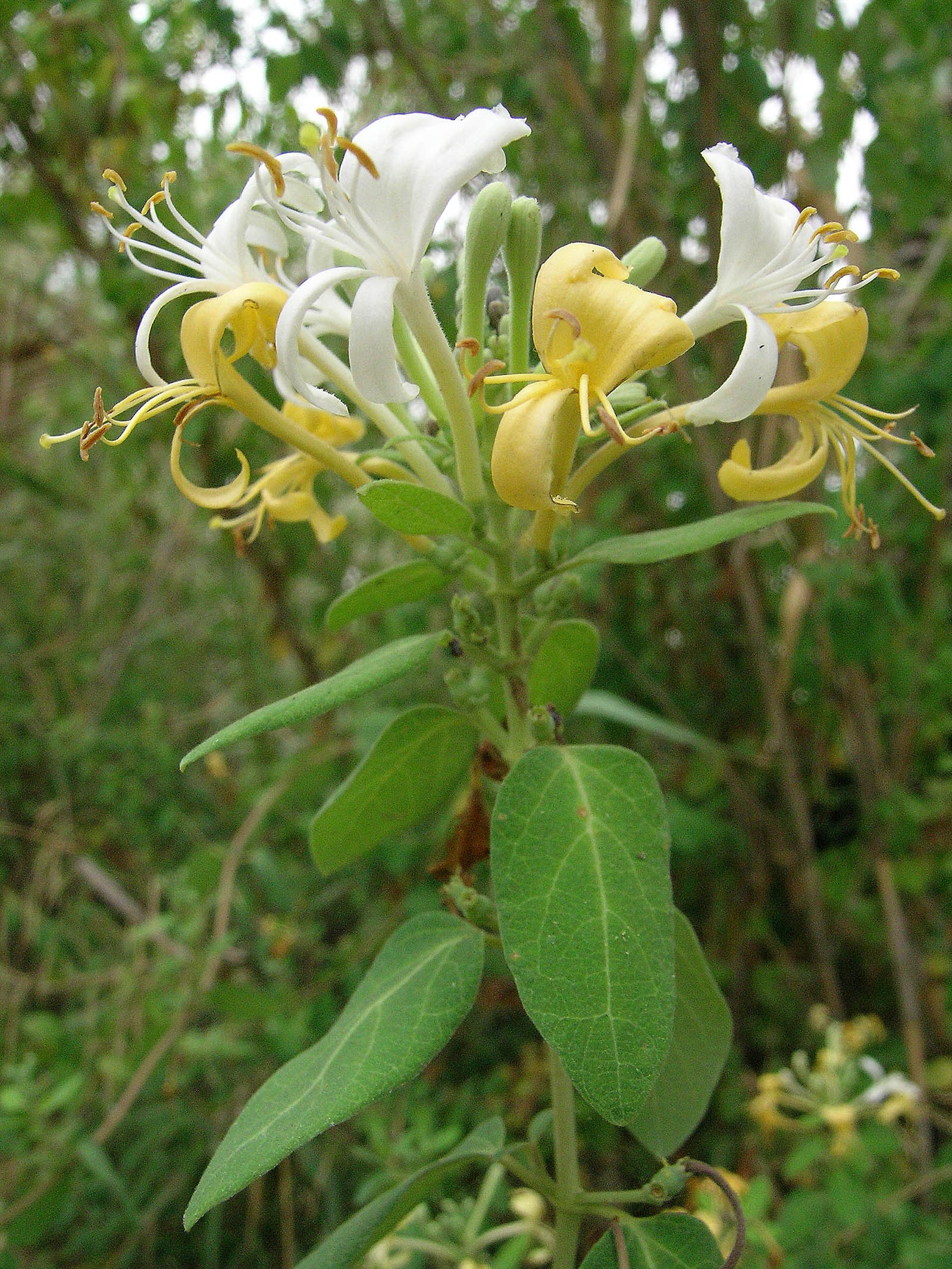 Lonicera biflora 1