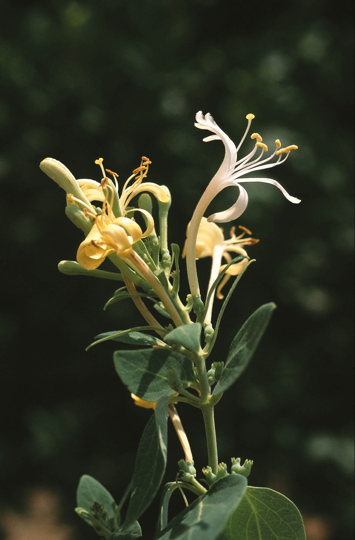 Lonicera biflora 2