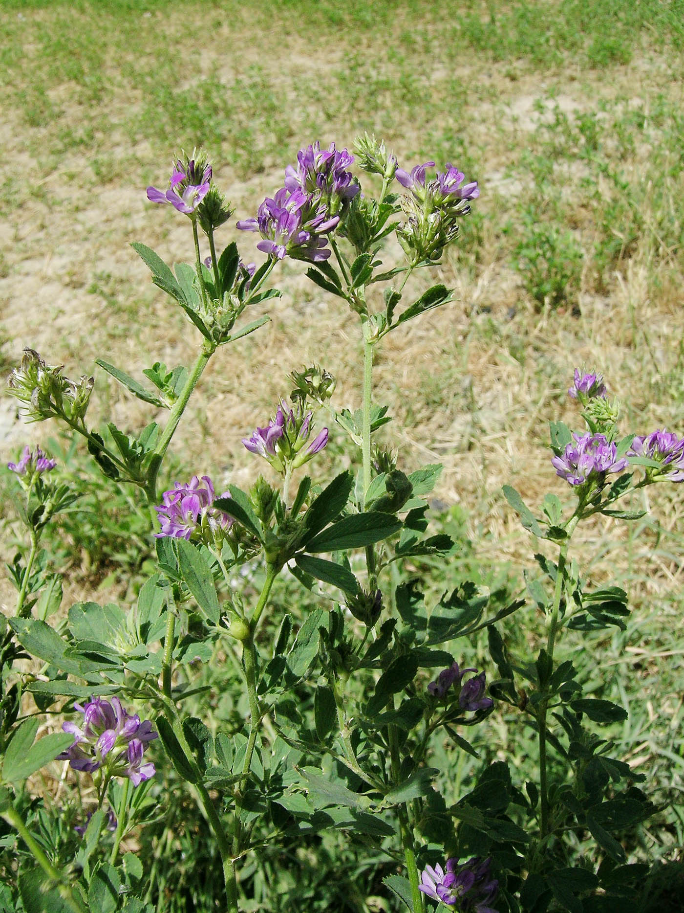 Medicago sativa