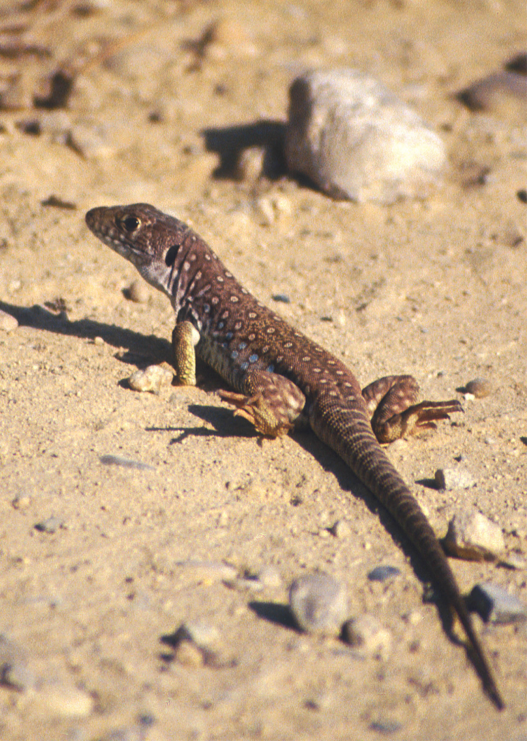 lagarto ocelado3