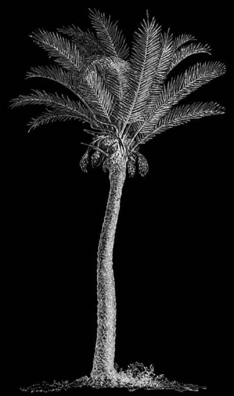 Palm grove black