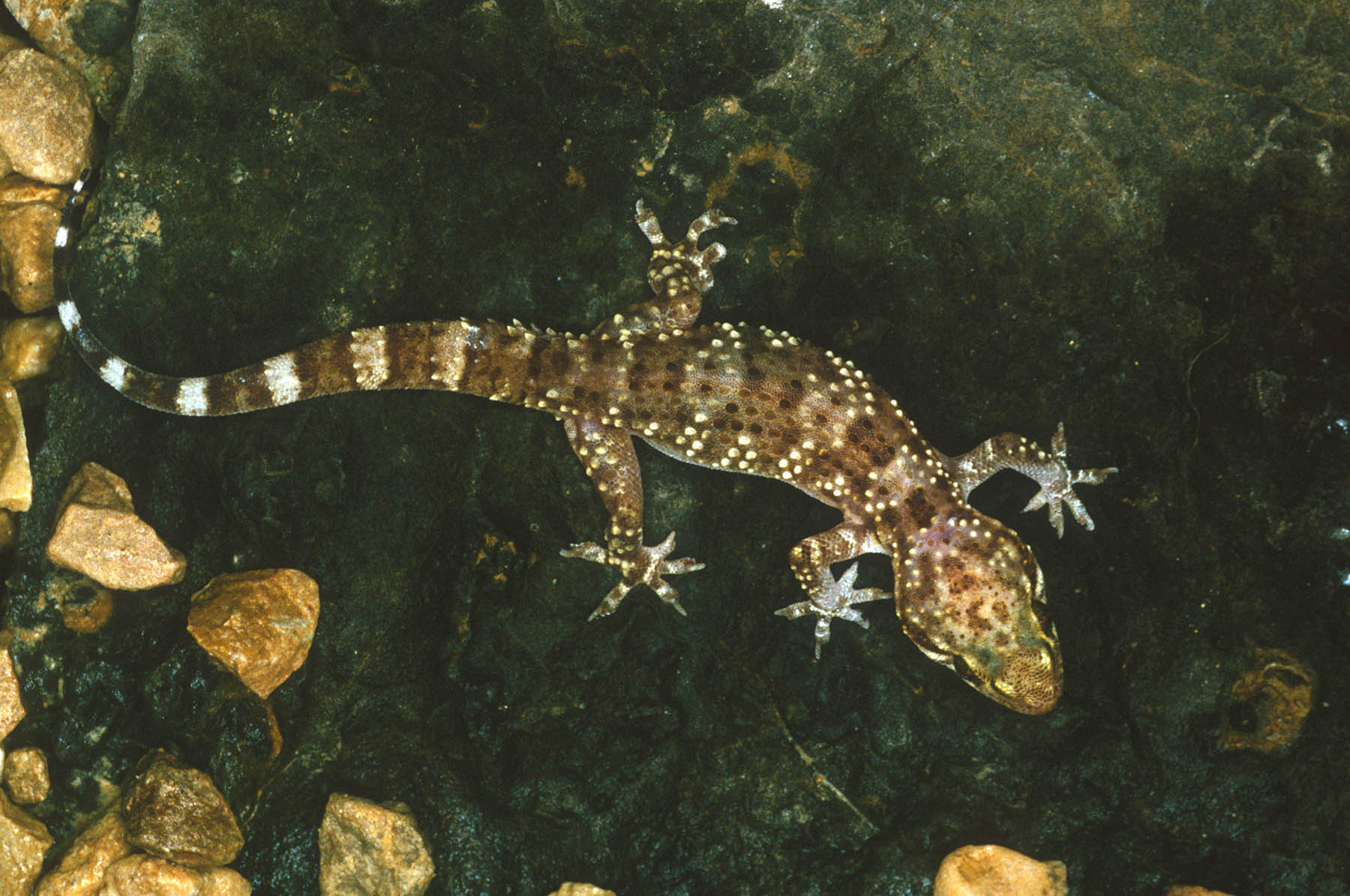 salamanquesa rosada 2 – copia