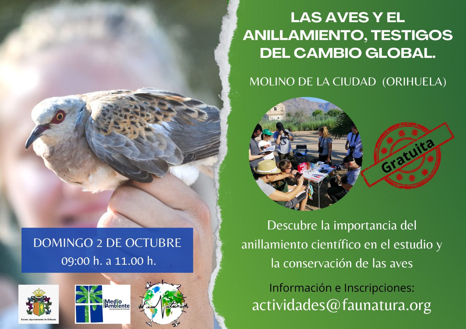 Aves y anillamientos Aves y anillamientos
