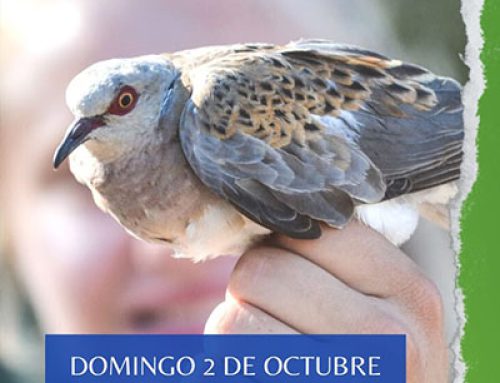Las aves y el anillamiento, testigo del cambio global