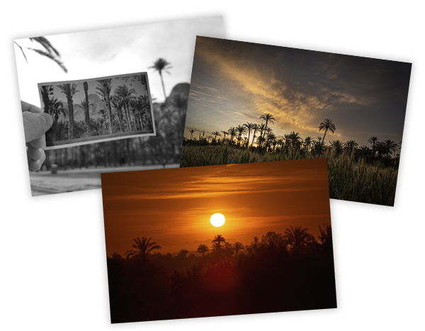 premiados_fotos_palmeral